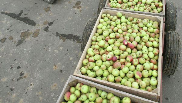 რუსეთში სავარაუდოდ სერბული ვაშლის ექსპორტს აკრძალავენ
