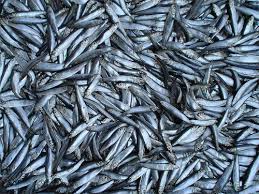 საქართველოში წარმოებული ქაფშიის, თევზის ზეთისა და თევზის ფქვილის 100 %-ი სამეგრელო-ზემო სვანეთის რეგიონზე მოდის