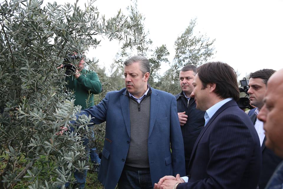 სიღნაღშის ახლაგდახსნილი, ზეთისხილის გადამამუშავებელი საწარმო, პროდუქციის ექსპორტს გეგმავს 