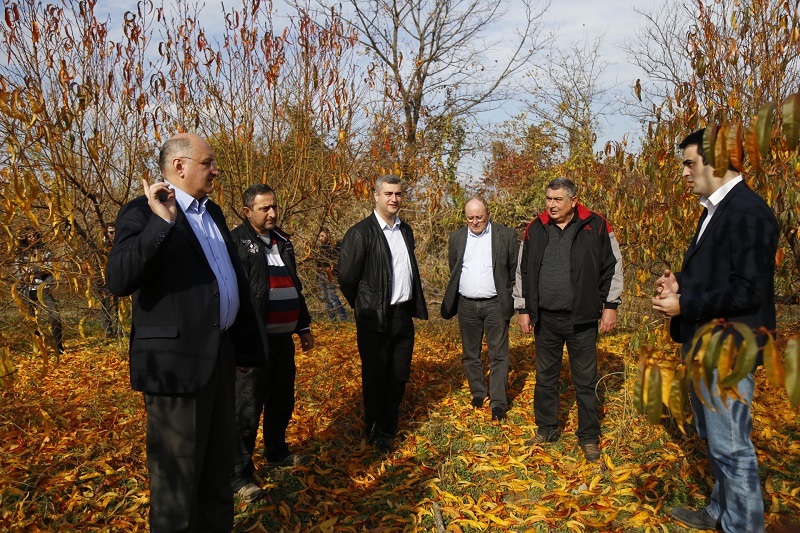 კახელ ფერმერებს სეტყვის შედეგად მიყენებული ზარალი აუნაზღაურდათ