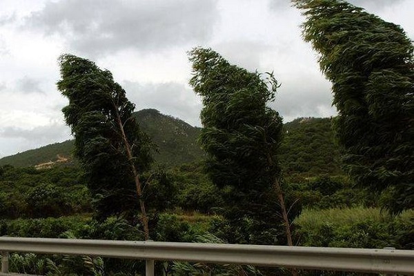 სოფელ ხევისჯვარის მიმდებარე ტერიტორიაზე, ქარიშხალმა დაახლოებით 5 ჰექტარის ფართობის ტყე გაანადგურა