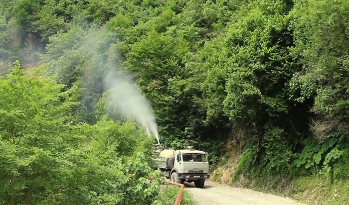 იმერეთსა და სამეგრელო-ზემო სვანეთში ბზის კორომების შეწამვლა გრძელდება