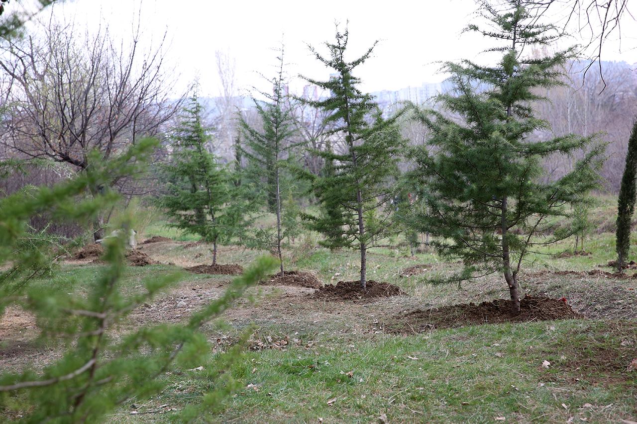 თბილისის მერია დიღმის ტყე-პარკში ხეების მოჭრასთან დაკავშირებით ენმ-ის განცხადებას ეხმიანება