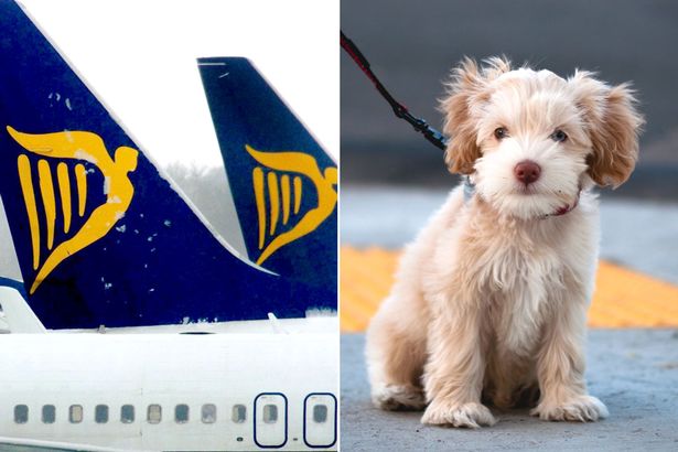 Ryanair-ის თვითმფრინავი ასაფრენ/დასაფრენ ბილიკზე მაწანწალა ძაღლებს შეეჯახა
