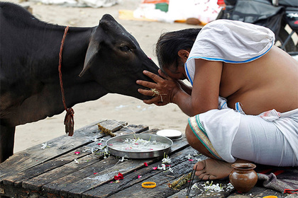 ინდოეთში პატიმრების რეაბილიტაციის პროგრამაში ძროხებს ჩართავენ