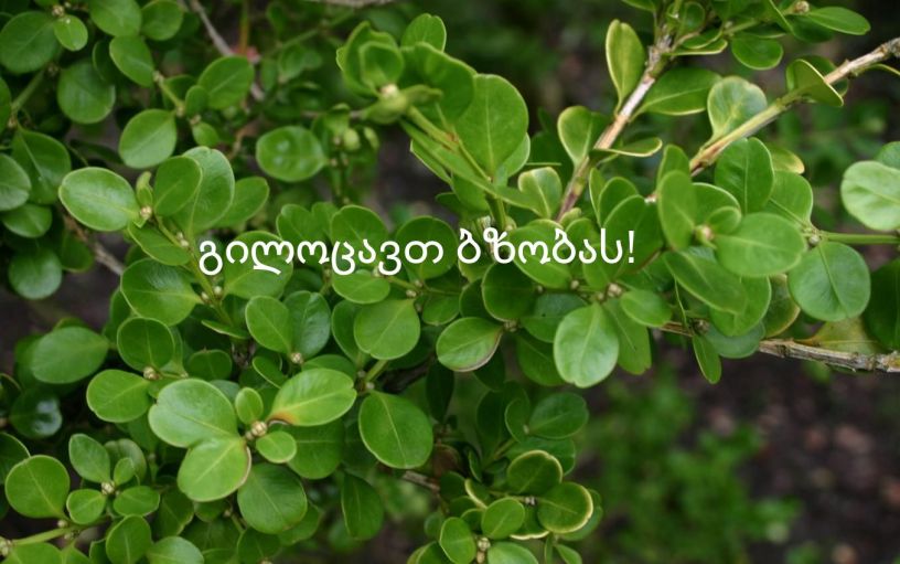 დღეს ბზობაა