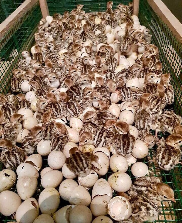 ეროვნულ საშენ მეურნეობაში ენდემური სახეობის ფრინველები გამოიჩეკა