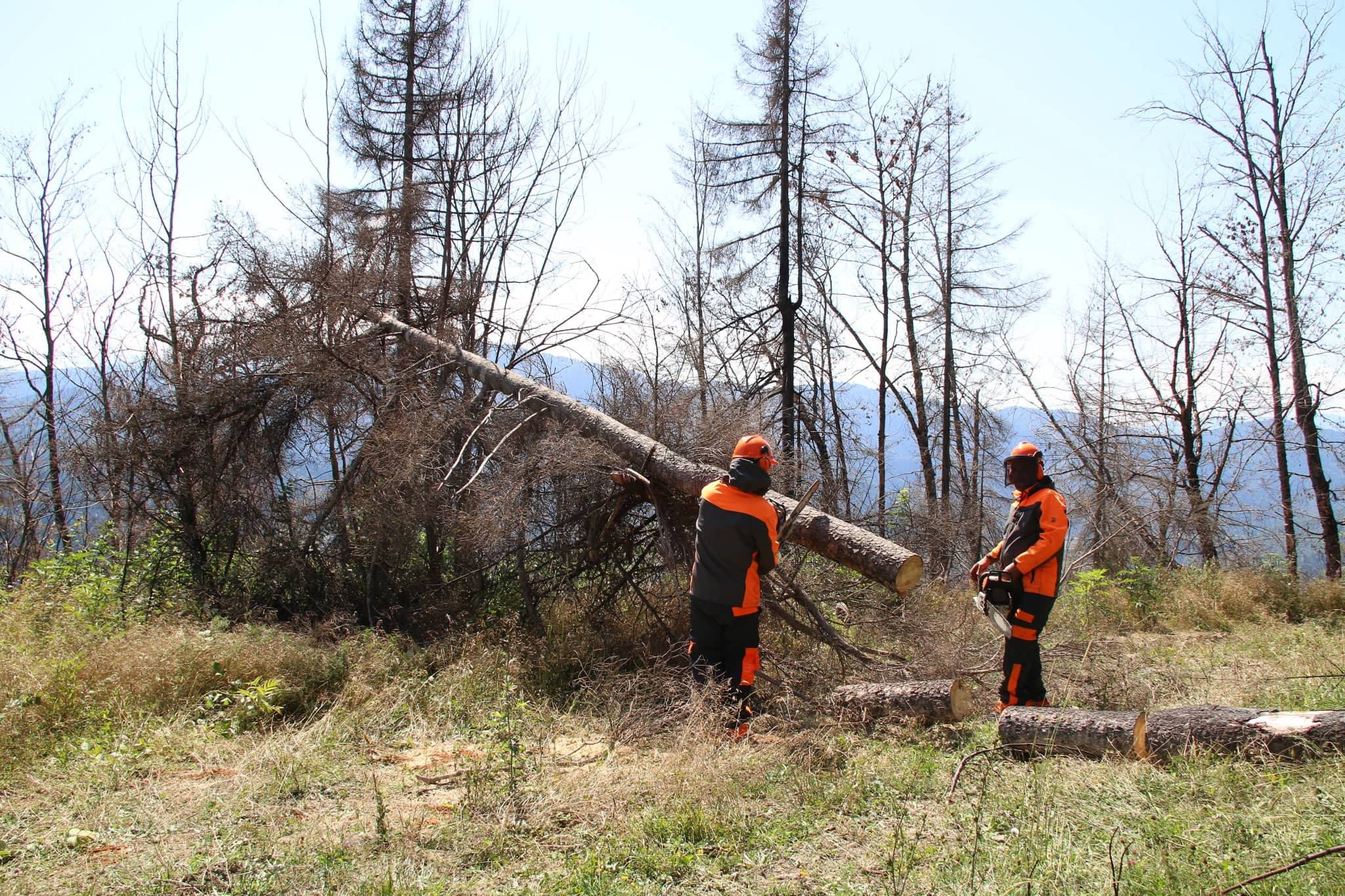 ბორჯომში, სოფელ დაბაში, 2008 და 2017 წლის აგვისტოში  ხანძრით დაზიანებული ტყის აღდგენა სექტემბერში დაიწყება