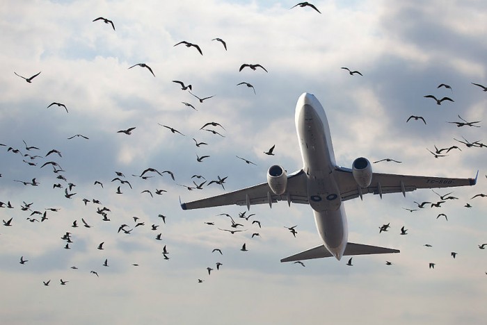  ფრინველების დასაფრთხობად აეროპორტს მონიტორებზე თვალების გამოსახულება შესთავაზეს