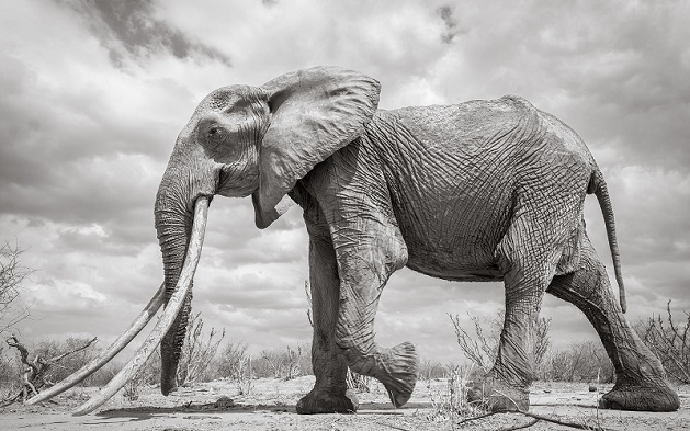 60 წლის სპილო, სახელად დედოფალი მოკვდა | ფოტოები      
