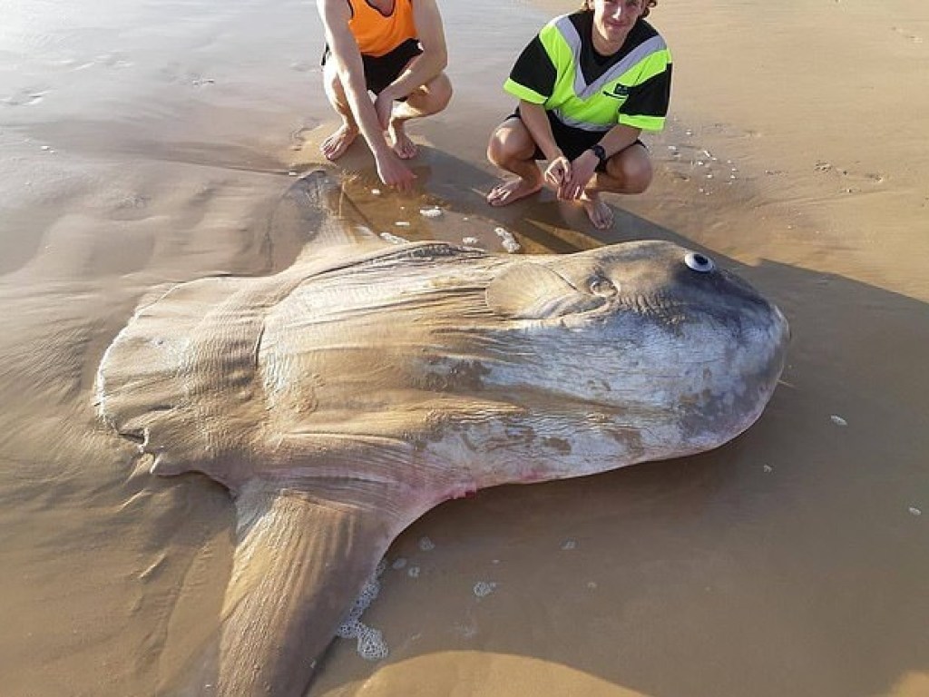 ავსტრალიაში მეთევზეებმა მკვდარი მზისებრი გიგანტური თევზი იპოვეს