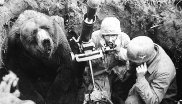 დათვი ვოჟტეკი, რომელიც ჰიტლერის ნაცისტურ არმიას ებრძოდა