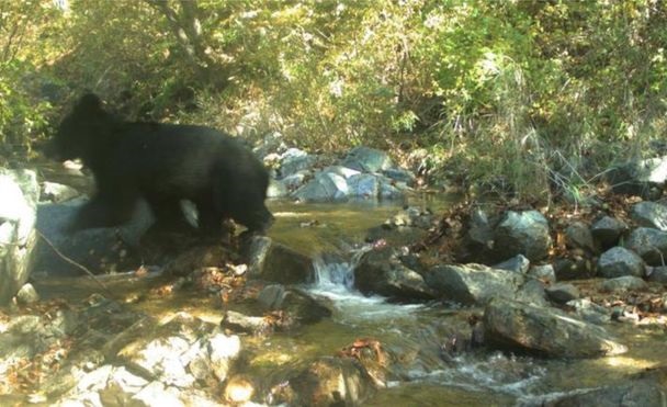 უიშვიათესი აზიური შავი დათვი ფოტოხაფანგმა დააფიქსირა