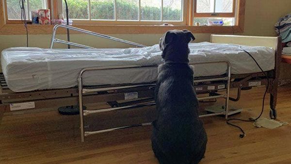 ძაღლი მუზი გარდაცვლილ პატრონს საავადმყოფოს საწოლთან ელოდებოდა