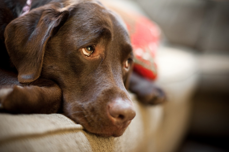 ძაღლები თავის შეცოდების იმიტაციას ახალი თვალქვეშა კუნთით ახერხებენ - ახალი კვლევა