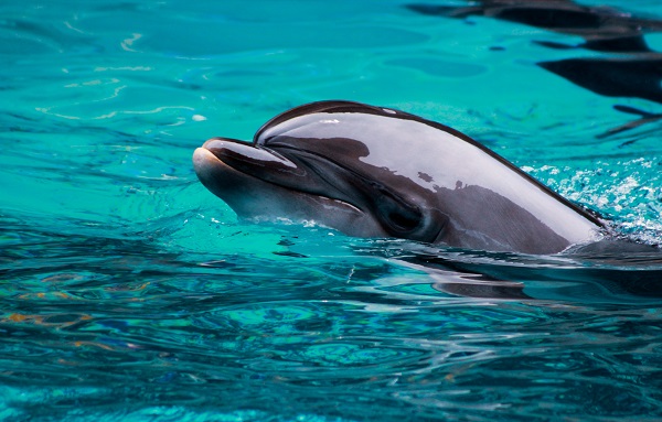 კალიფორნიის სანაპიროსთან ასობით დელფინი გამოჩნდა | ვიდეო