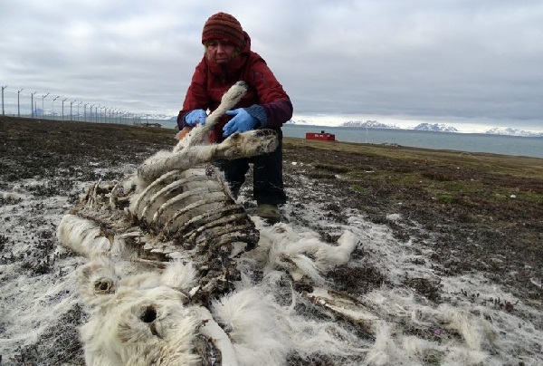 ნორვეგიაში კლიმატის ცვლილების გამო 200-ზე მეტი ირემი დახოცილი აღმოაჩინეს | ფოტო