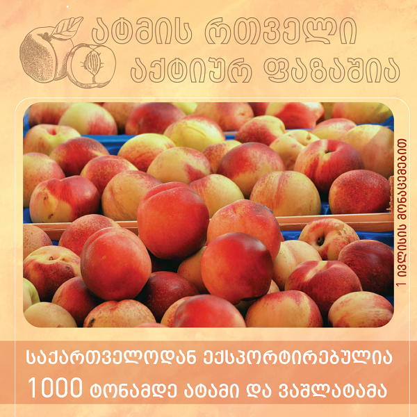 1-ელი ივლისის მდგომარეობით, საქართველოდან 1000 ტონამდე ატმისა და ვაშლატამას ექსპორტი განხორციელდა