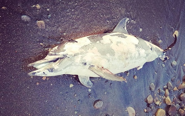 ბათუმში ზღვამ მკვდარი დელფინი გამორიყა - TV25