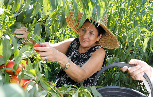 სალომე ზურაბიშვილმა კახეთში ატამი დაკრიფა | ფოტო