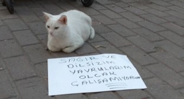 კატა მოწყალებას ითხოვს