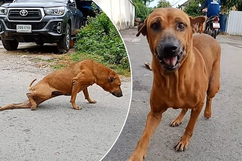 ვიდეო: ქუჩის ძაღლი გამვლელებს თავს დაუძლურებულად აჩვენებდა, რათა მისთვის საკვები მიეცათ