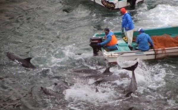 იაპონიაში დელფინებზე ნადირობის ყოველწლიური სეზონი გახსნეს