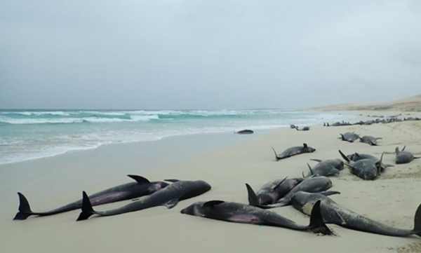 კაბო-ვერდეს სანაპიროზე 200-მდე დელფინი გამოირიყა