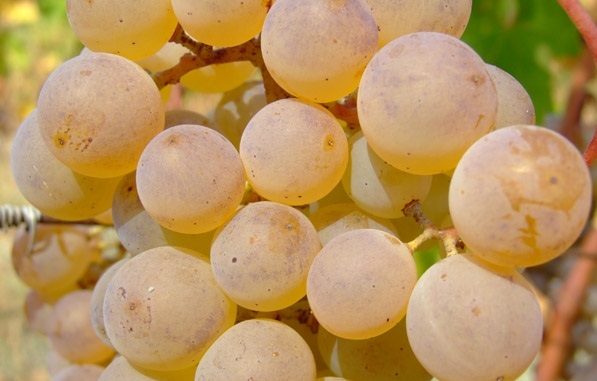 კახეთში 15 ათასი ტონა ყურძენი გადამუშავდა