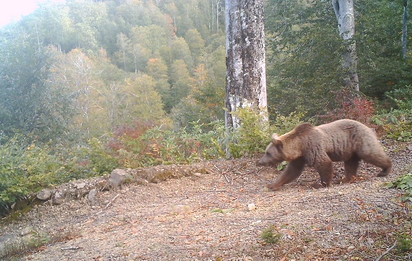 ფოტოხაფანგმა მტირალას ეროვნულ პარკში დათვი დააფიქსირა