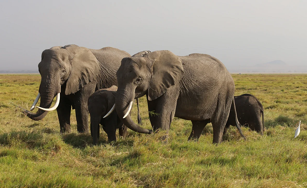 ზიმბაბვეს ეროვნულ პარკში შიმშილისგან სულ მცირე 55 სპილო მოკვდა