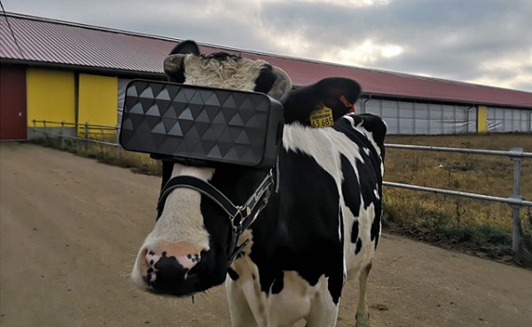 ემოციური განწყობის გაუმჯობესებისა და წველადობის ზრდის მოტივით, რუსეთში ძროხებს ვირტუალური რეალობის სათვალეები მოარგეს