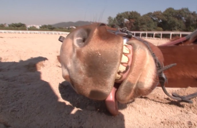 ჯინგანგი - ცხენი რომელიც გაჭენების ყველა მცდელობისას თავს იმკვდარუნებს| ვიდეო