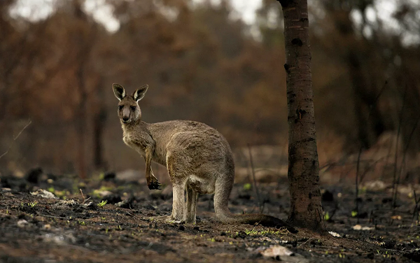 ავსტრალიის მთავრობა ნახანძრალი ბუნების აღდგენისთვის 35 მლნ დოლარს გამოყოფს