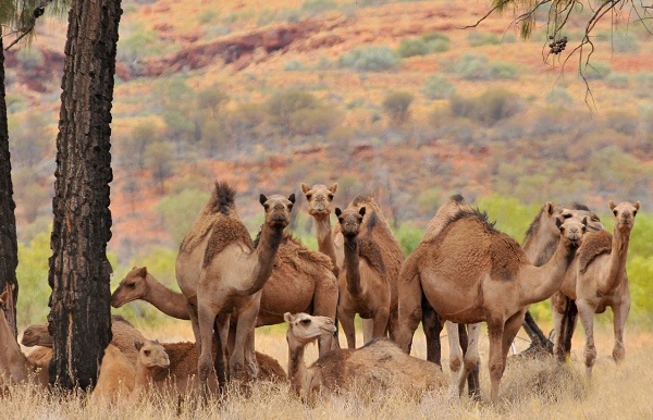 ავსტრალიაში აქლემების დახოცვის 5-დღიანი ოპერაცია დაიწყო