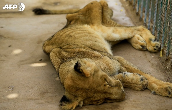 სუდანის ზოოპარკში ლომები შიმშილისგან სიკვდილის პირას მივიდნენ | ფოტოები