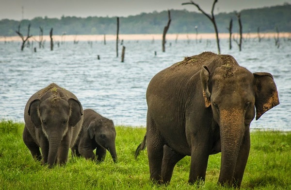 2019 წლის განმავლობაში შრი ლანკაში რეკორდული რაოდენობის სპილო მოკვდა