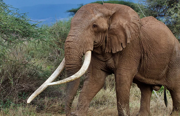 ყველაზე გრძელეშვიანი კენიელი სპილო ტიმი მოკვდა
