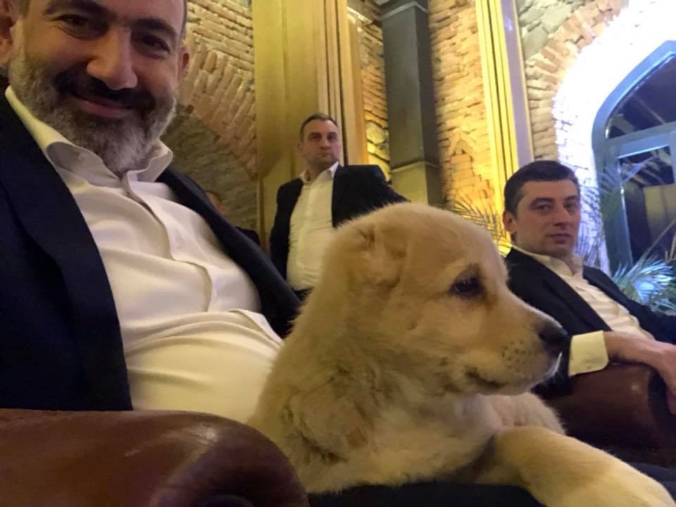 ნიკოლ ფაშინიანს გიორგი გახარიამ კავკასიური ნაგაზის ლეკვი აჩუქა