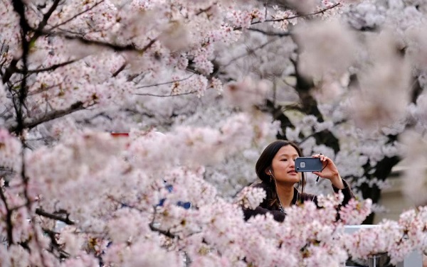 იაპონიაში საკურას ყვავილობა ვიზიტორების გარეშე ჩაივლის