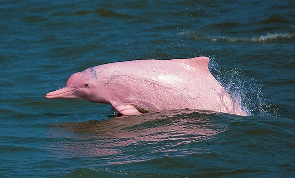 ტაილანდის სანაპიროსთან მეთევზეებმა უიშვიათესი ვარდისფერი დელფინი დააფიქსირეს | ვიდეო