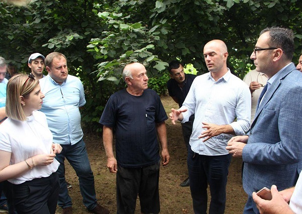 აჭარაში თხილის მოსავლის აღების პროცესი აქტიურ ფაზაშია