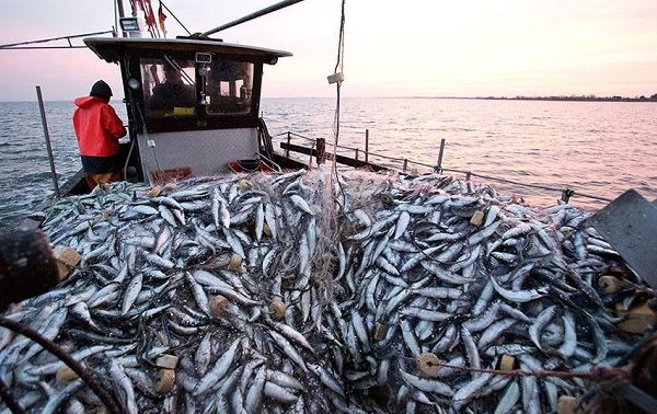 შავ ზღვაში 2020-2021 წლის თევზის მოსაპოვებელი რესურსის კვოტების  რაოდენობა განისაზღვრა