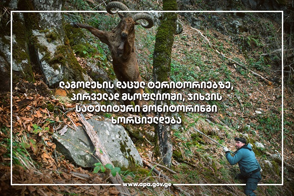 ლაგოდეხის დაცულ ტერიტორიებზე, პირველად მსოფლიოში, ჯიხვის სატელიტური მონიტორინგი ხორციელდება