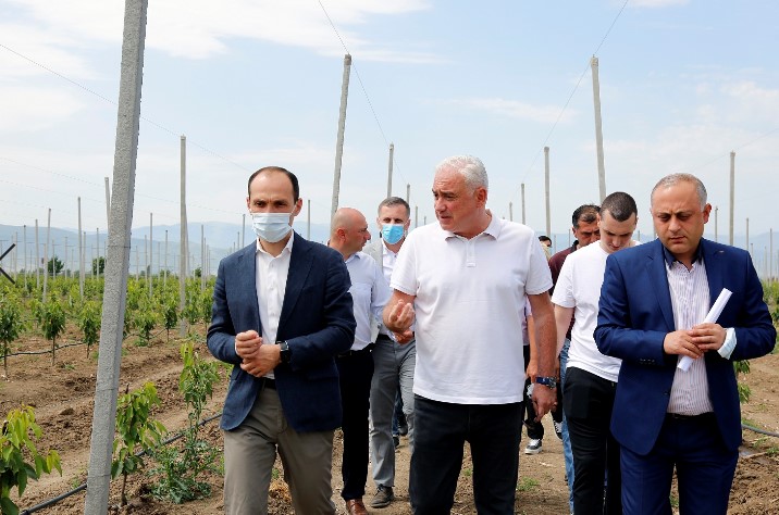 შიდა ქართლის რეგიონში,  პროგრამით „დანერგე მომავალი“ ბლის ბაღი  204 ჰექტარზეა გაშენებული