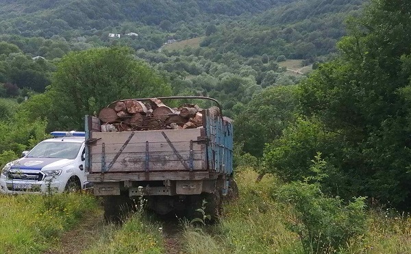 გარემოს დამცველებმა უკანონო ტყითსარგებლობის 3 ფაქტი გამოავლინეს