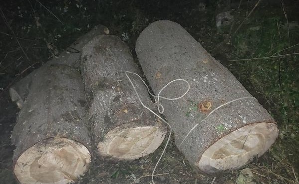 დასავლეთ საქართველოში ხე-ტყის უკანონო მოპოვების 8 ფაქტი გამოავლინეს