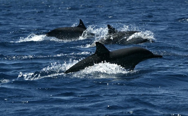 უკრაინაში გაჩაღებული ომის გამო, შავ ზღვაში ათასობით დელფინი დაიღუპა