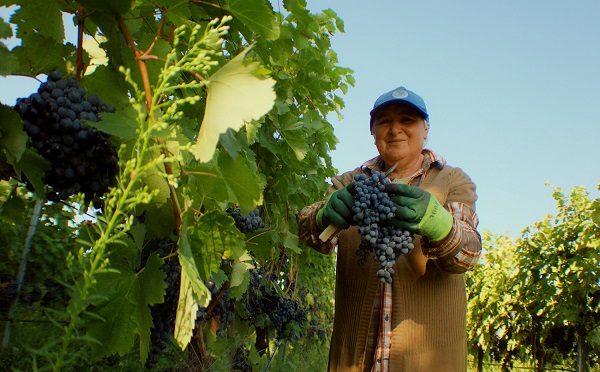 რთველი 2022-ის ფარგლებში, კახეთში გადამუშავდა 20 ათას ტონამდე ყურძენი