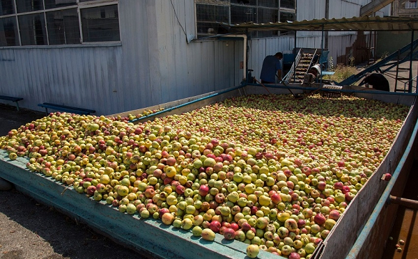 22 სექტემბრის მდგომარეობით, გადამმუშავებელი კომპანიების მიერ მიღებულია 4,700 ტ-ზე მეტი არასტანდარტული ვაშლი